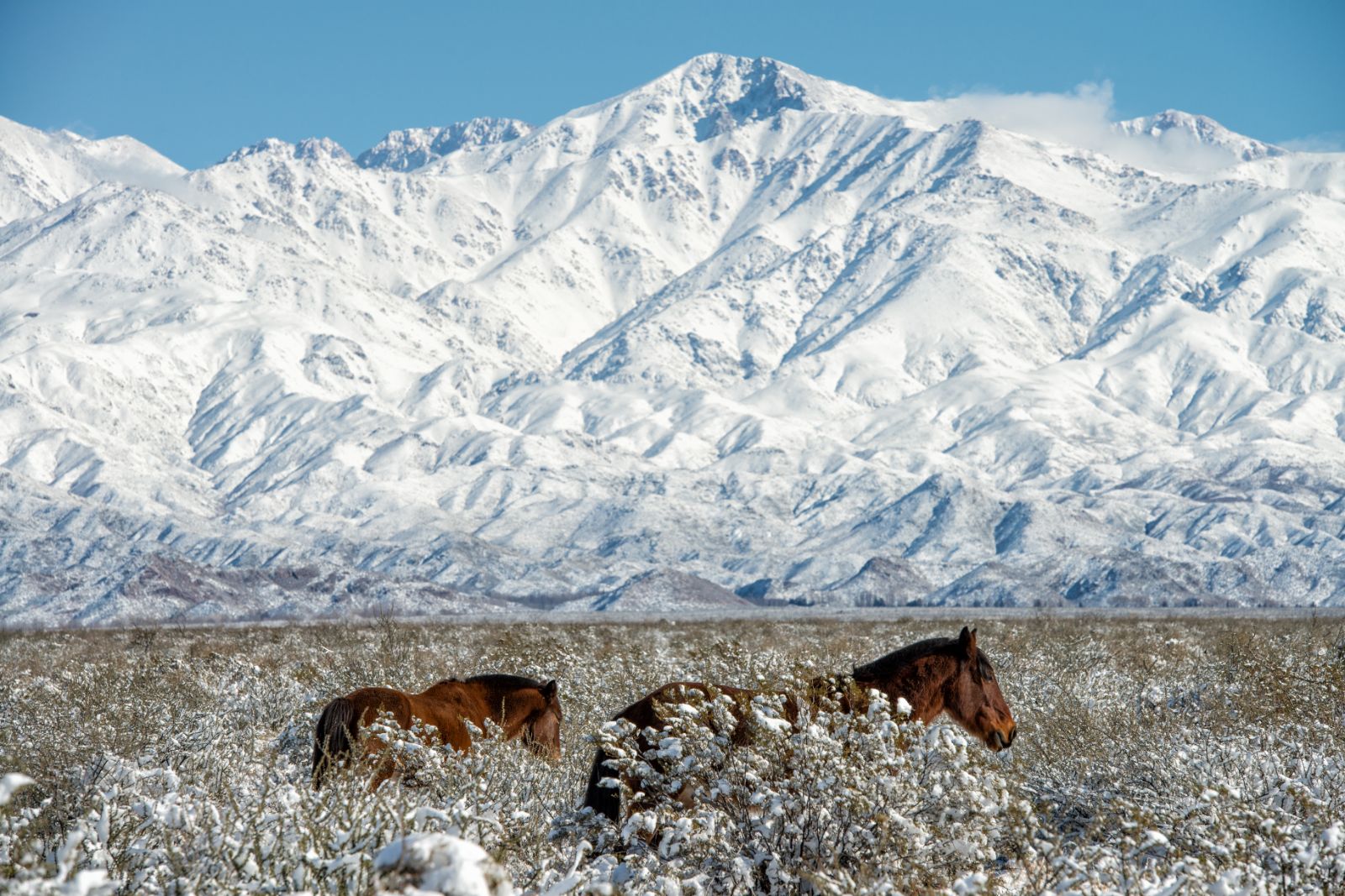 Horses in front of the Andes Mountains on the grounds of The Vines Resort & Spa in Argentina