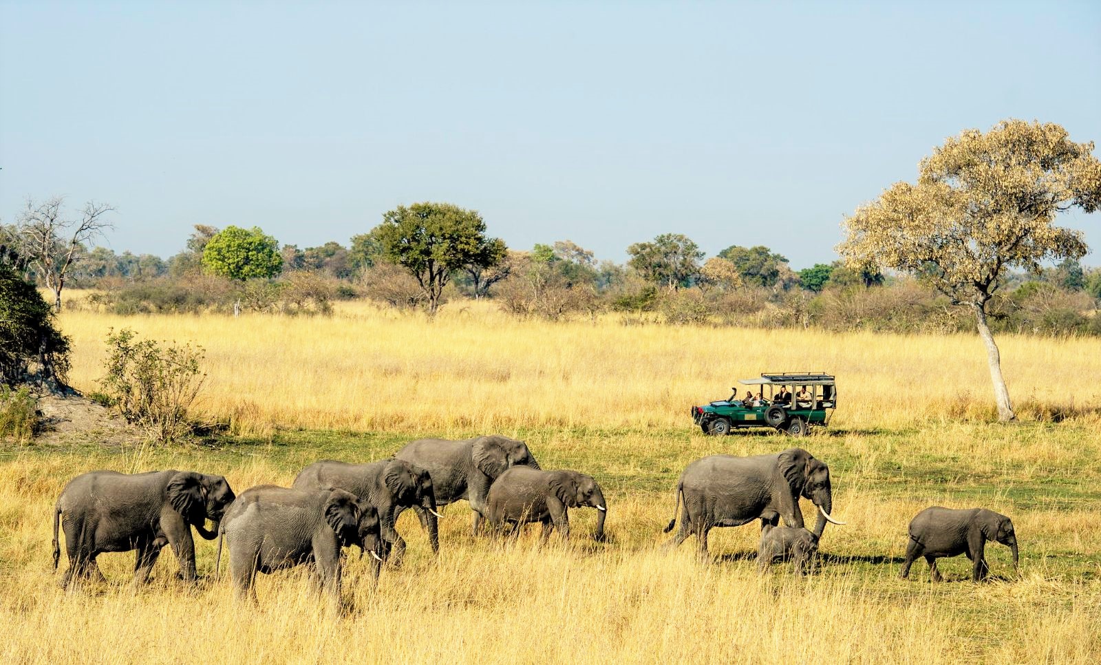 Game drive in search of elephants at Duke's Camp on the Okavango Delta in Botswana