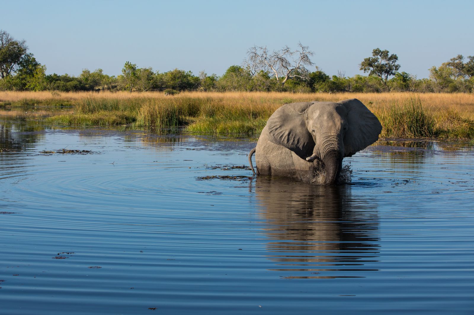 An Elephant spotted on the grounds of Selinda Camp in the Selinda Reserve in Botswana