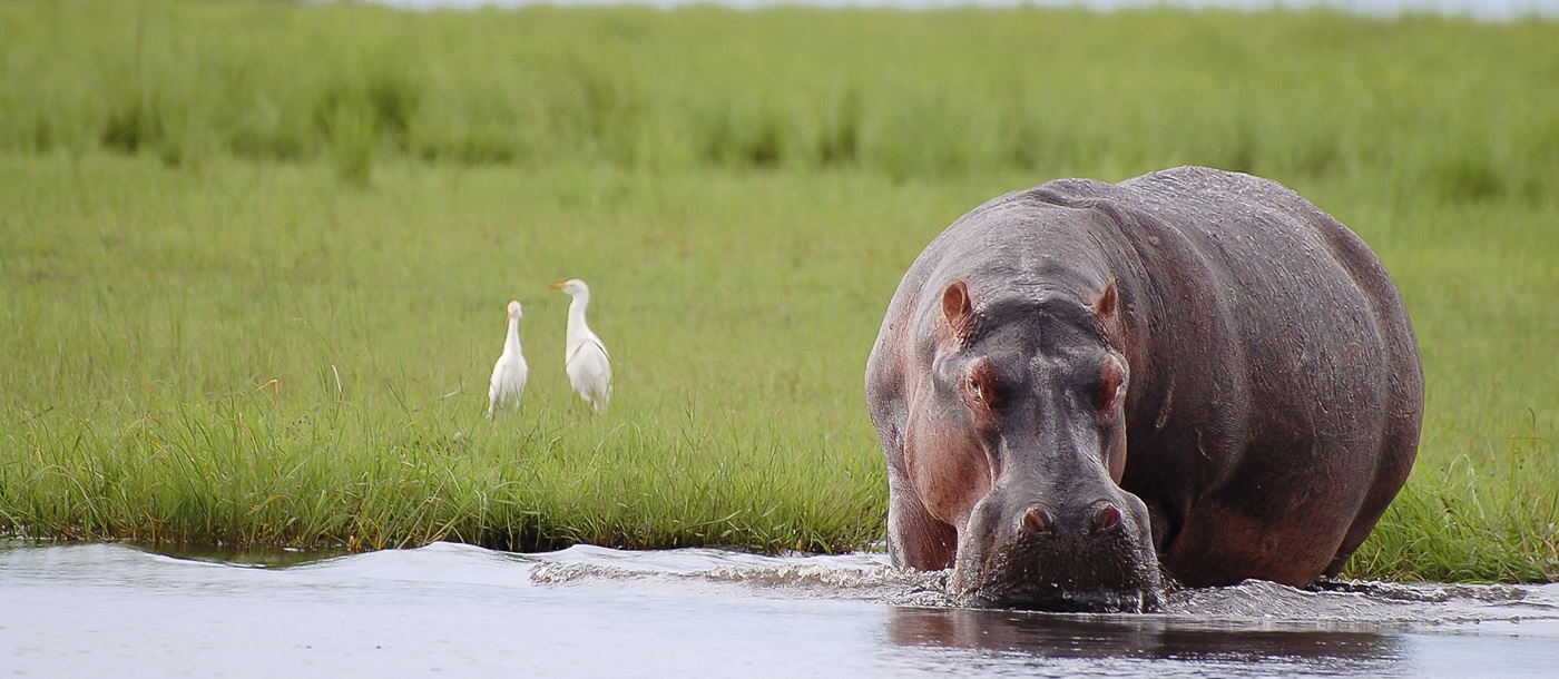 A hippo in Chobe National Park, Botswana