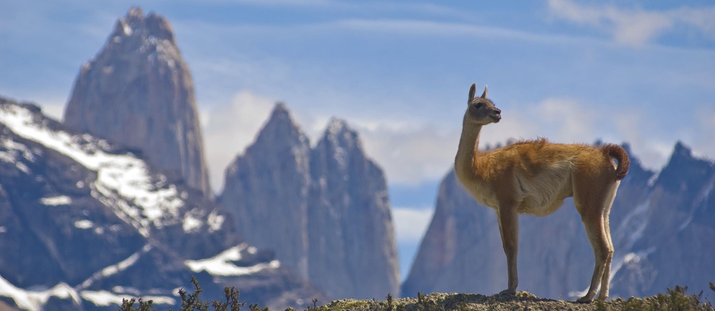 Lama in the mountains, Chile