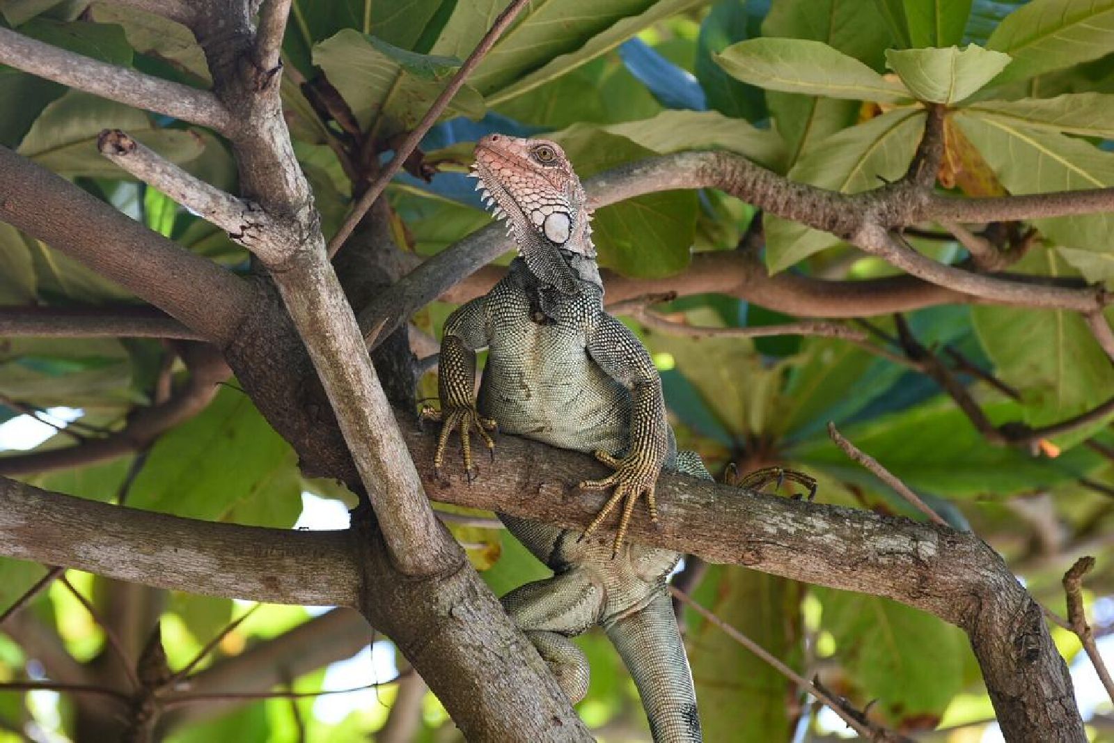 Iguana in the trees surrounding Nantipa beach resort in Costa Rica