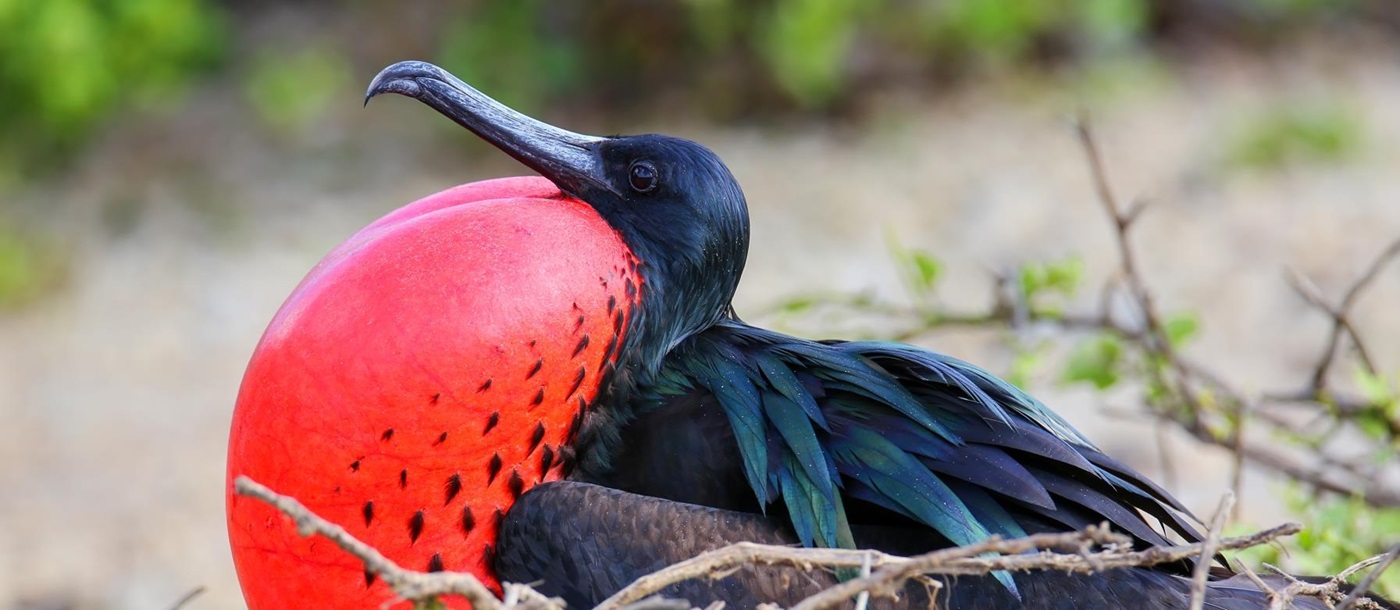 Frigget bird, Ecuador and Galapagos islands