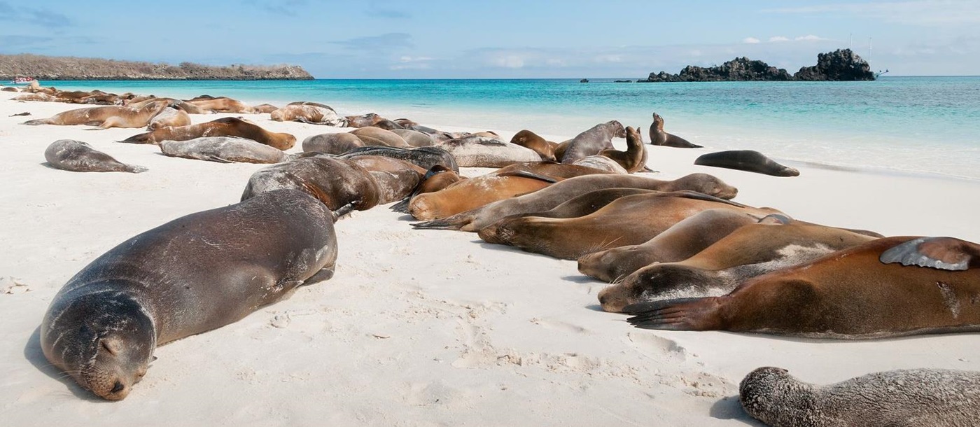 See Sea lions basking on the beach on a luxury holiday to the Galapagos Islands