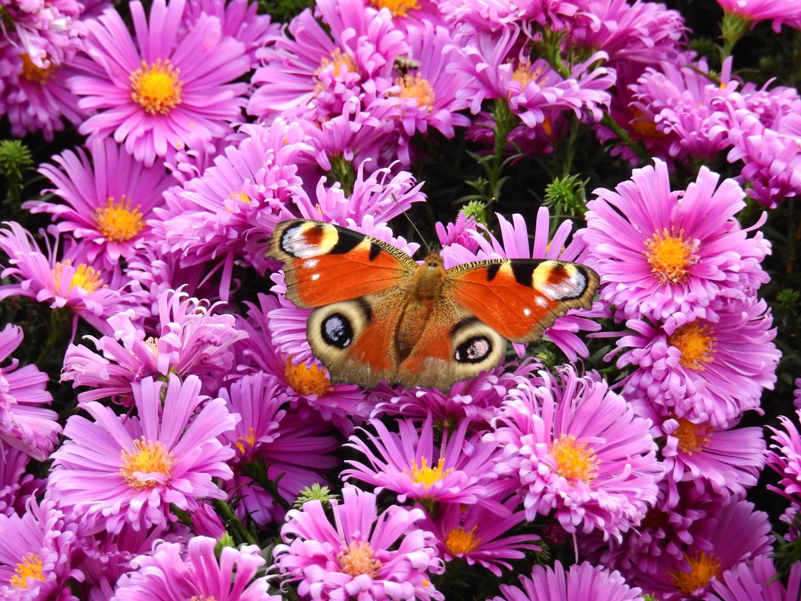 A peacock butterfly on bright pink flowers