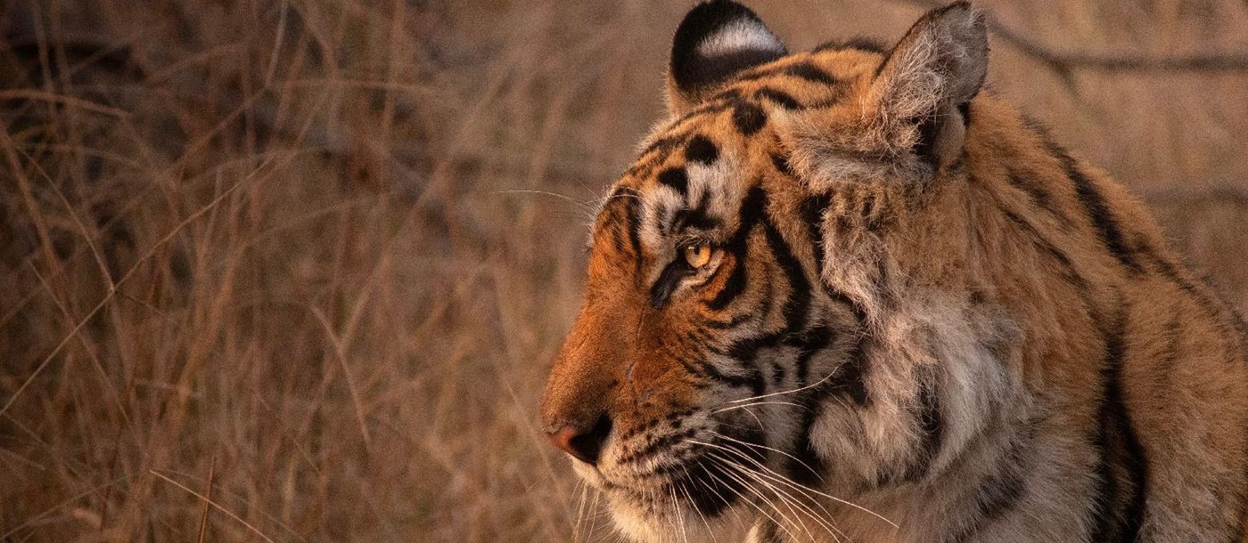 Profile of a Bengal tiger in the Ranthambore national park India