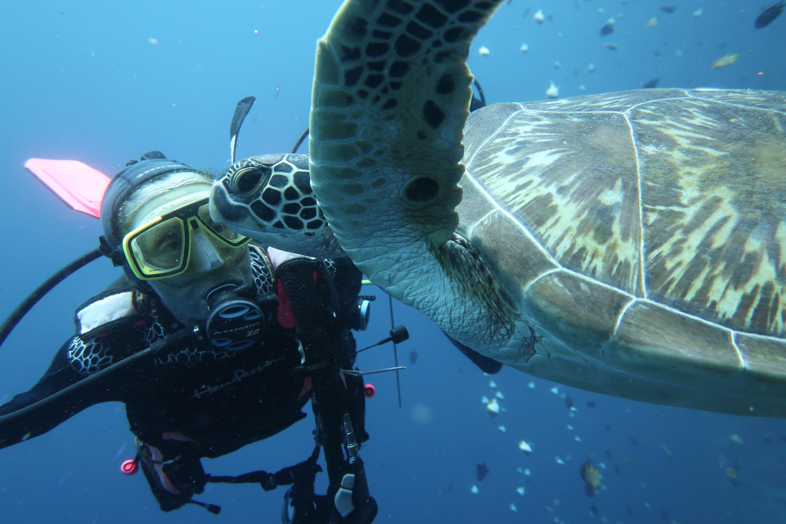 Diver underwater at hotel Siladen in Indonesia up close to a turtle