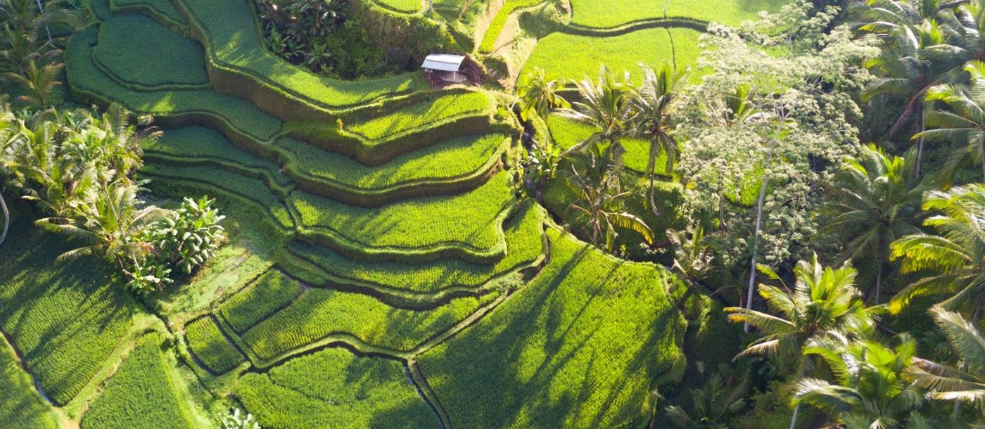 Tegalalang rice terraces in Indonesia