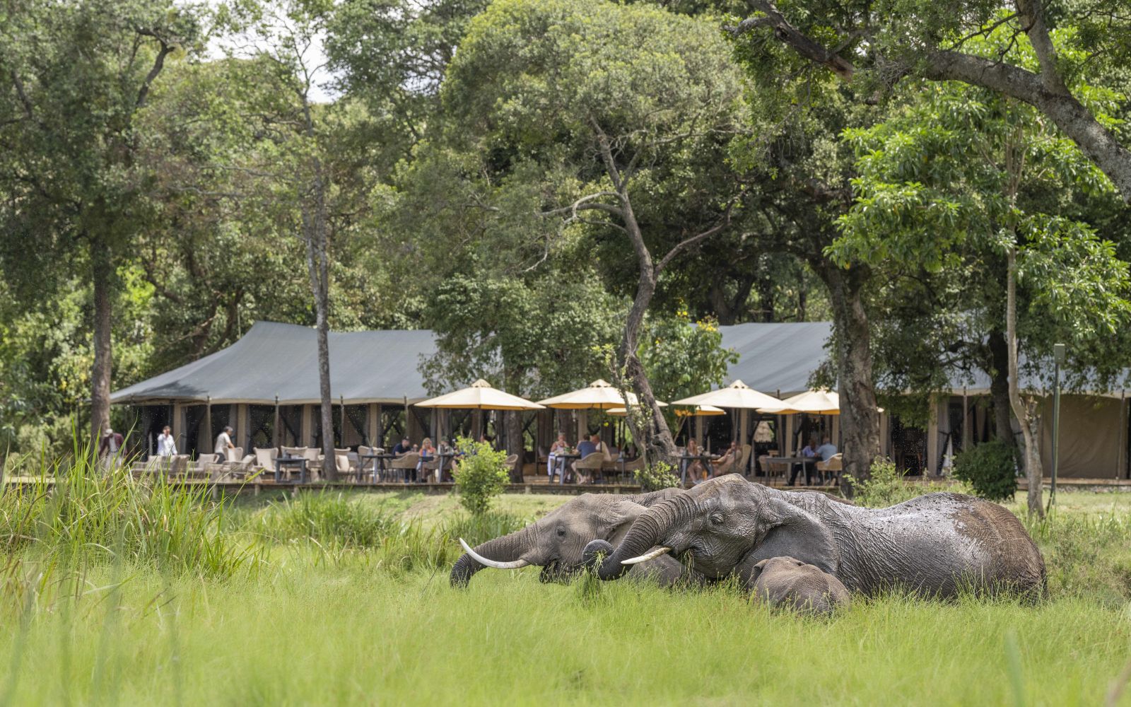 Elephants roaming around at Little Governors Camp, Kenya