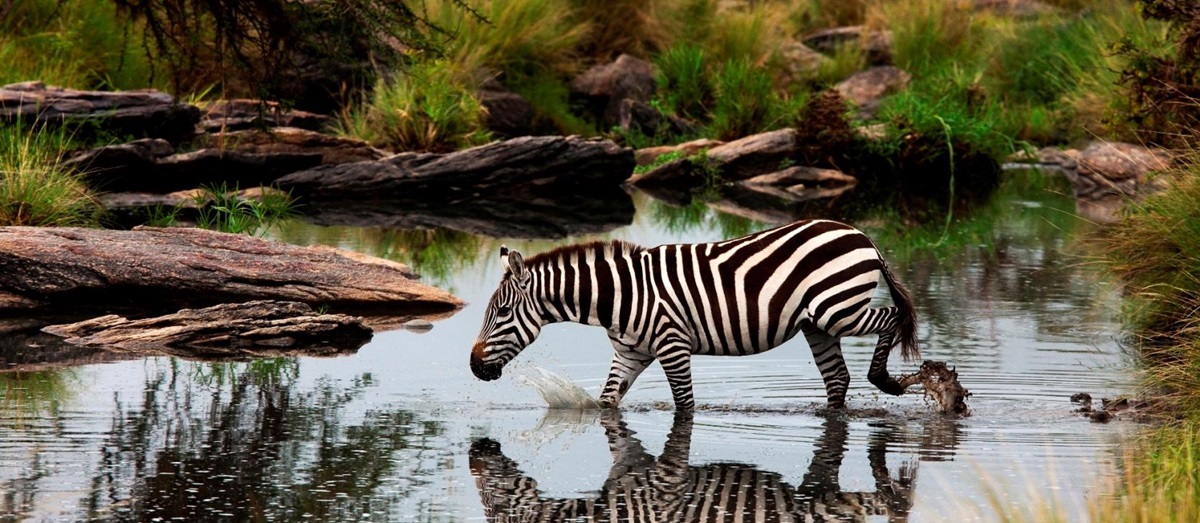 Zebra walking through water near Mara expedition camp, kenya