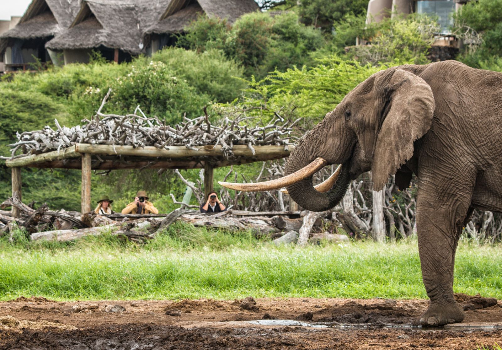Guests watching an elephant drink from the photographic hide at luxury lodge Ol Donyo in Kenya