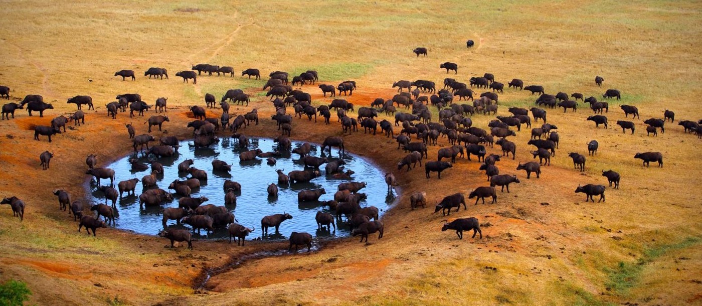 Aerial view of buffalo herd gathering at watering hole in Masai Mara Kenya