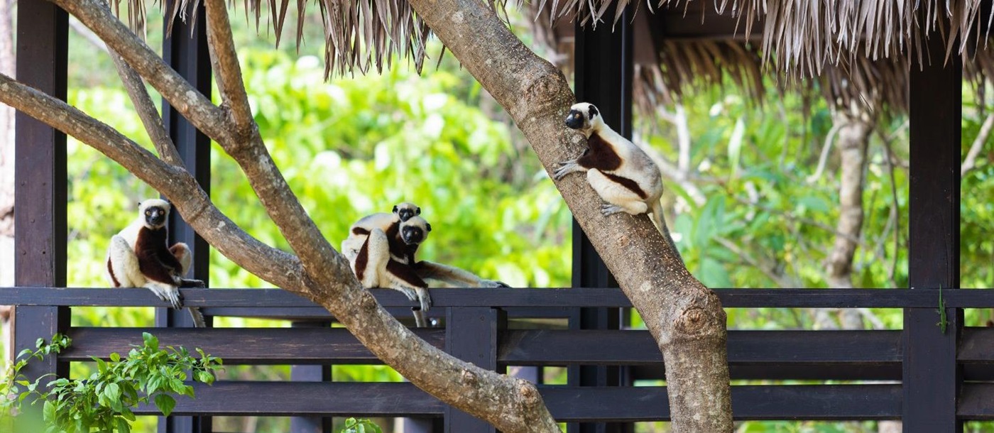 Sifakas spotted on the terrace of Anjajavy L'Hotel in Madagascar
