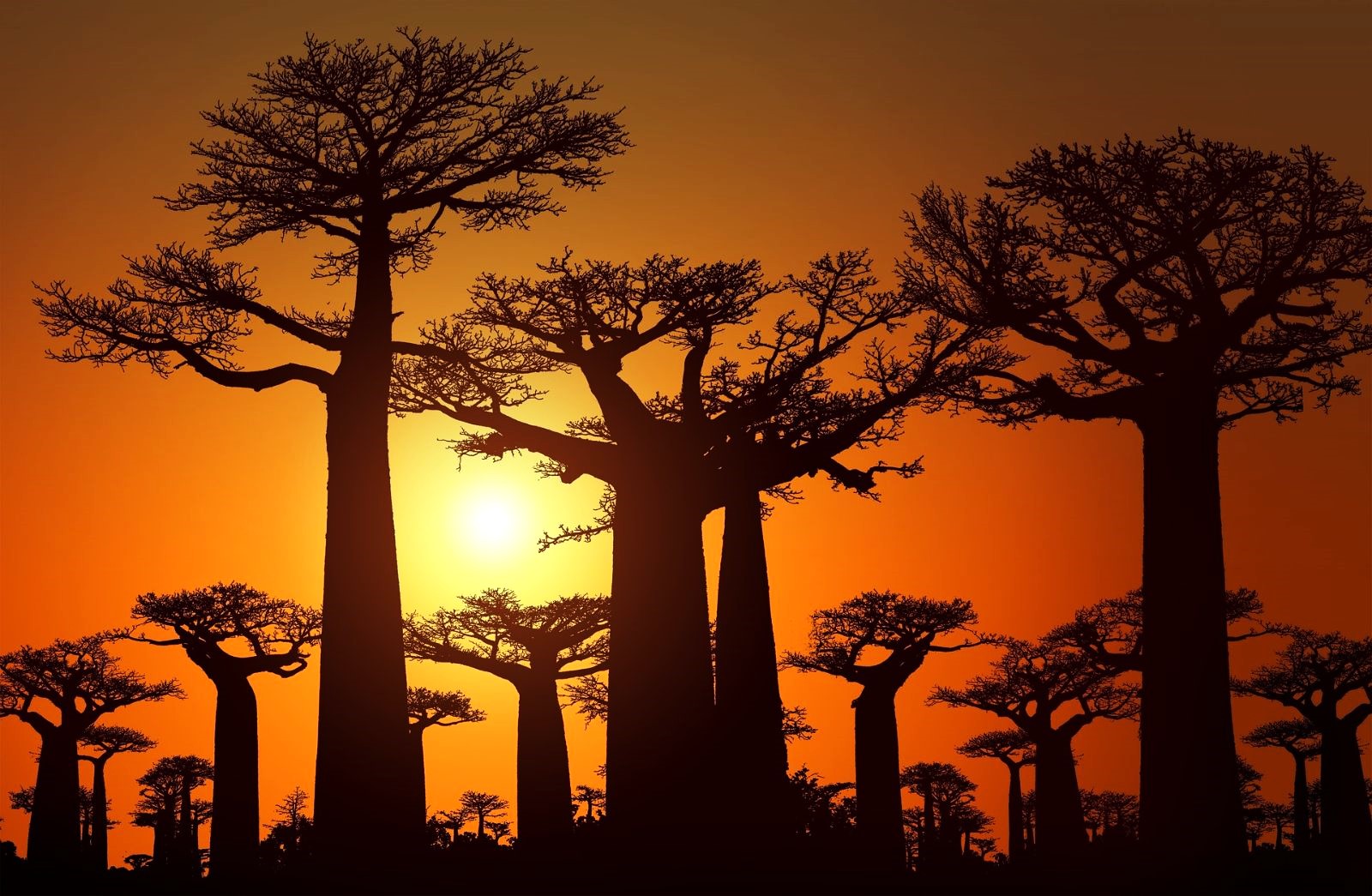 Baobab Avenue in Madagascar at sunset