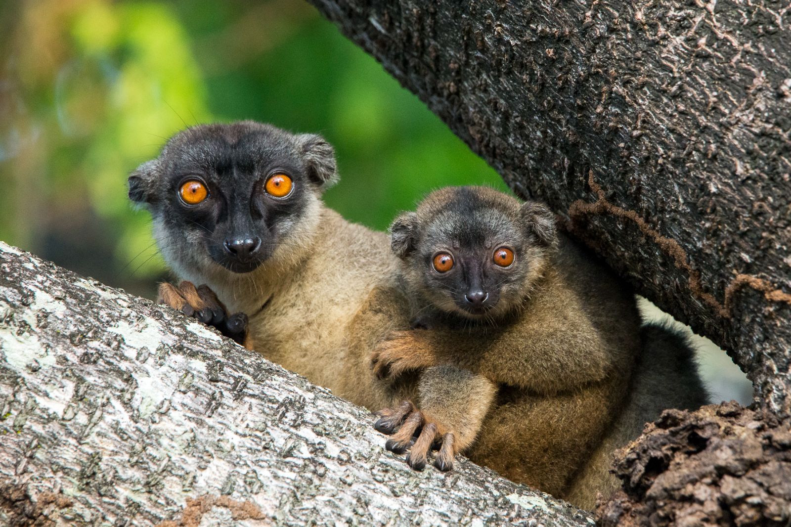 Mother and baby brown lemurs in the trees near Anjajavy l'Hotel in Madagascar
