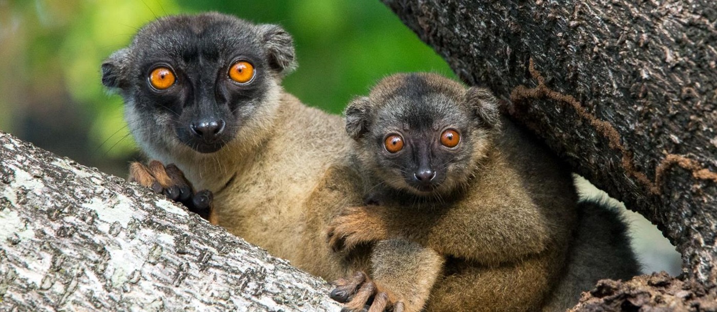 Mother and baby brown lemurs in the trees near Anjajavy l'Hotel in Madagascar
