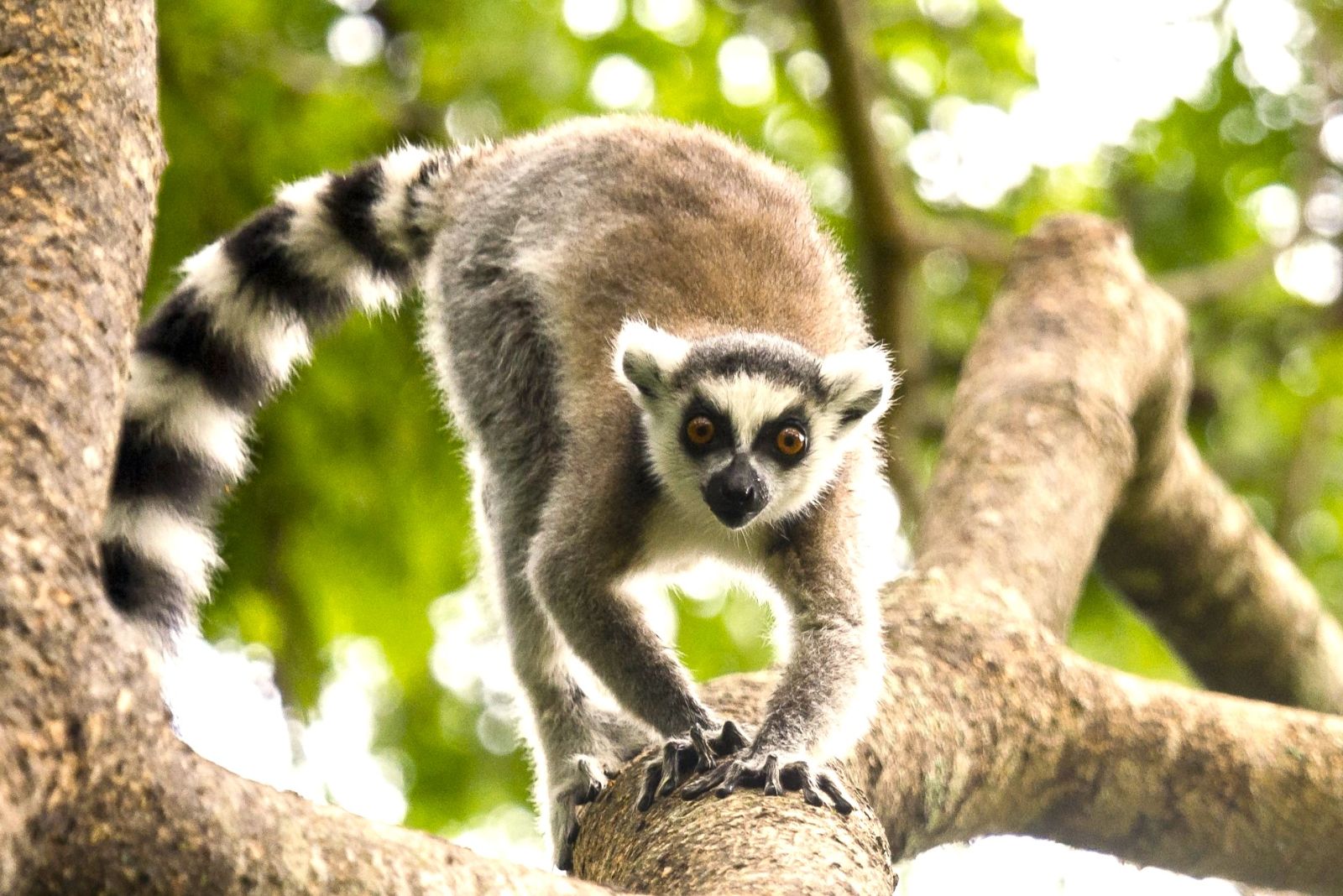 Lemur spotted on the grounds of Mandrare River Camp in Madagascar