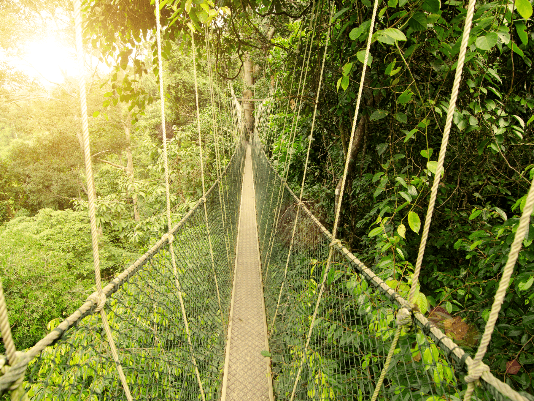 Canopy bridge in Taman Negara, Malaysia