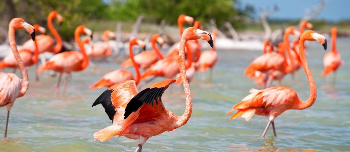 Flamingos in Celestun Biosphere Reserve on the Yucatan Peninsula in Mexico