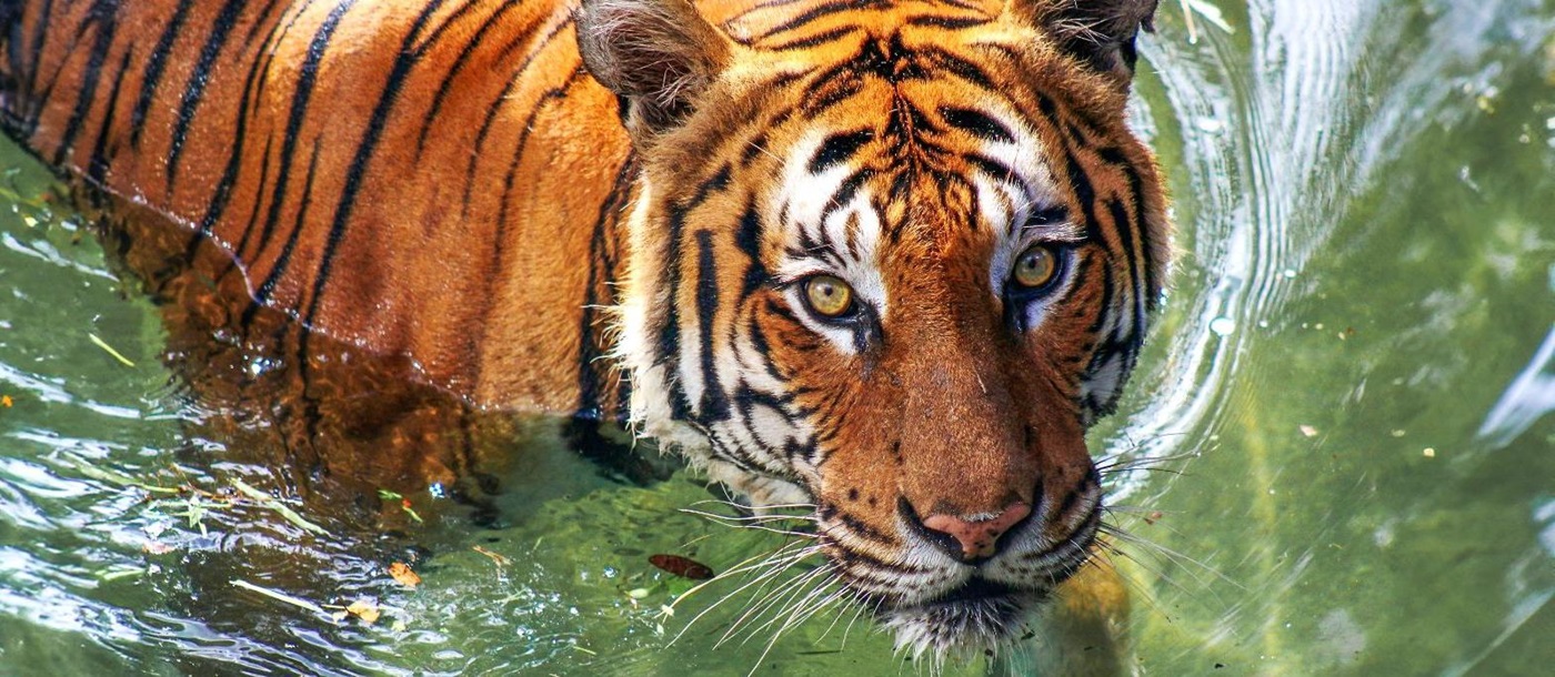 A Bengal tiger swimming in the Chitwan National Park