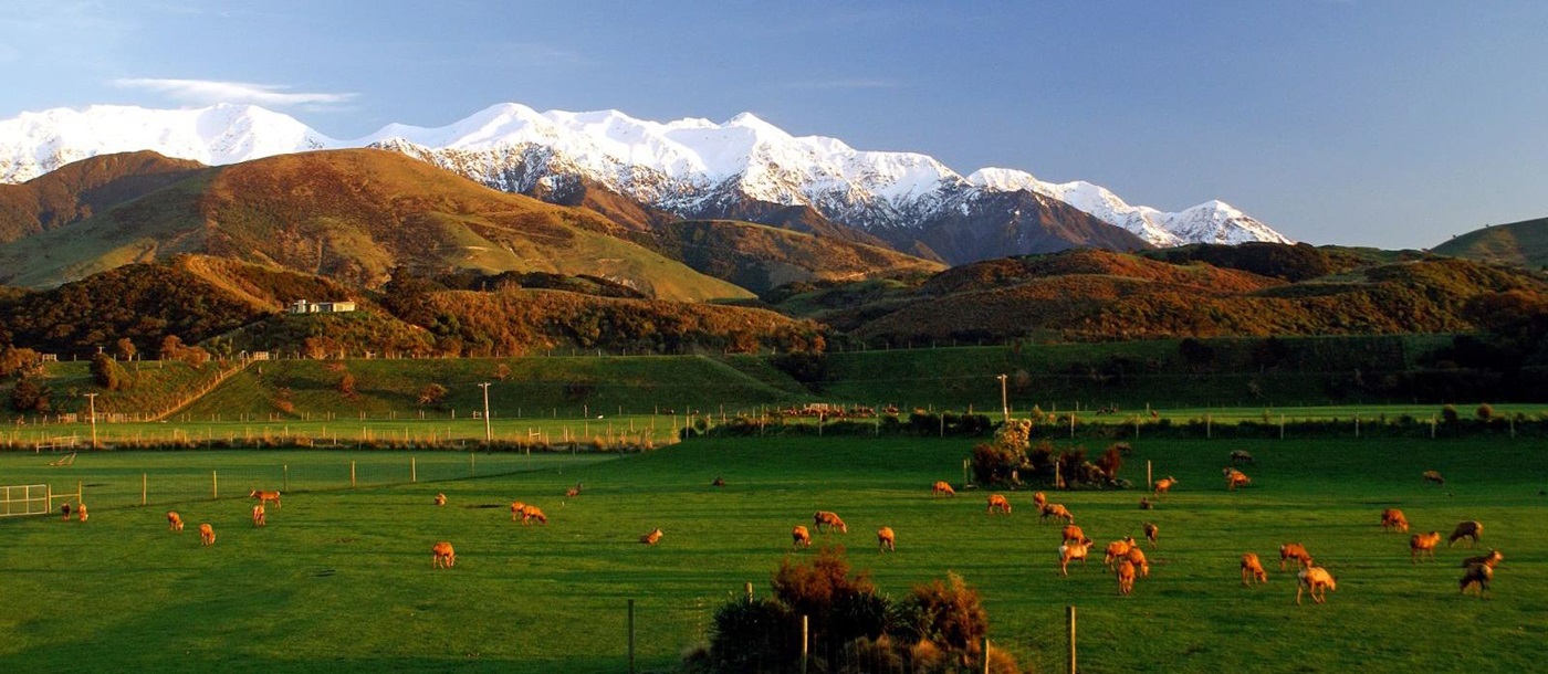 View of the paddock, rolling green hills and snow-capped mountains from Hapuku Lodge in the South Island, New Zealand