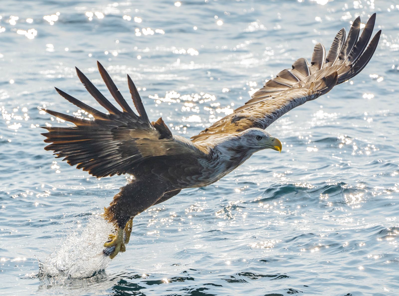 A sea eagle spotted hunting in the Lofoten Islands (Credit: Ismaele Tortella - VisitNorway)