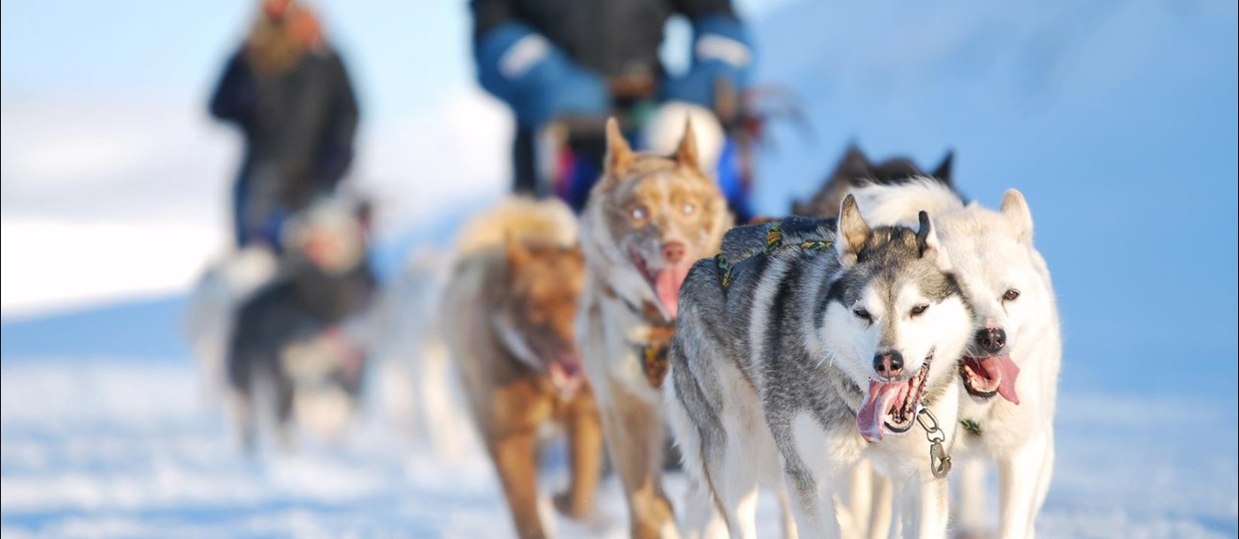 Svalbard dogs in Norway