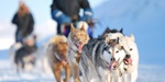 Svalbard dogs in Norway