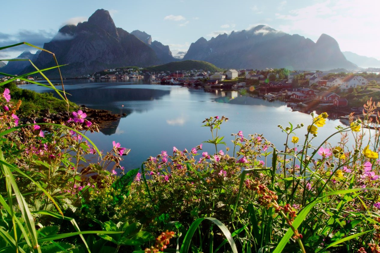 Flowers blooming during summer in the Lofoten Islands
