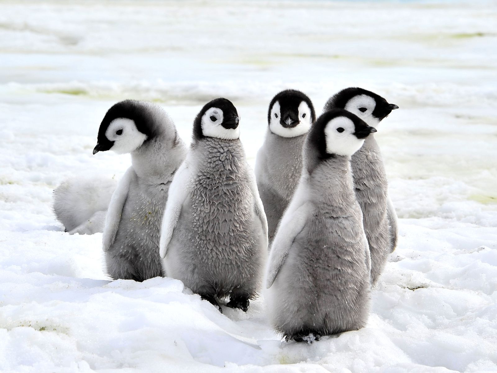 Emperor penguin chicks spotted on an Antarctic expedition