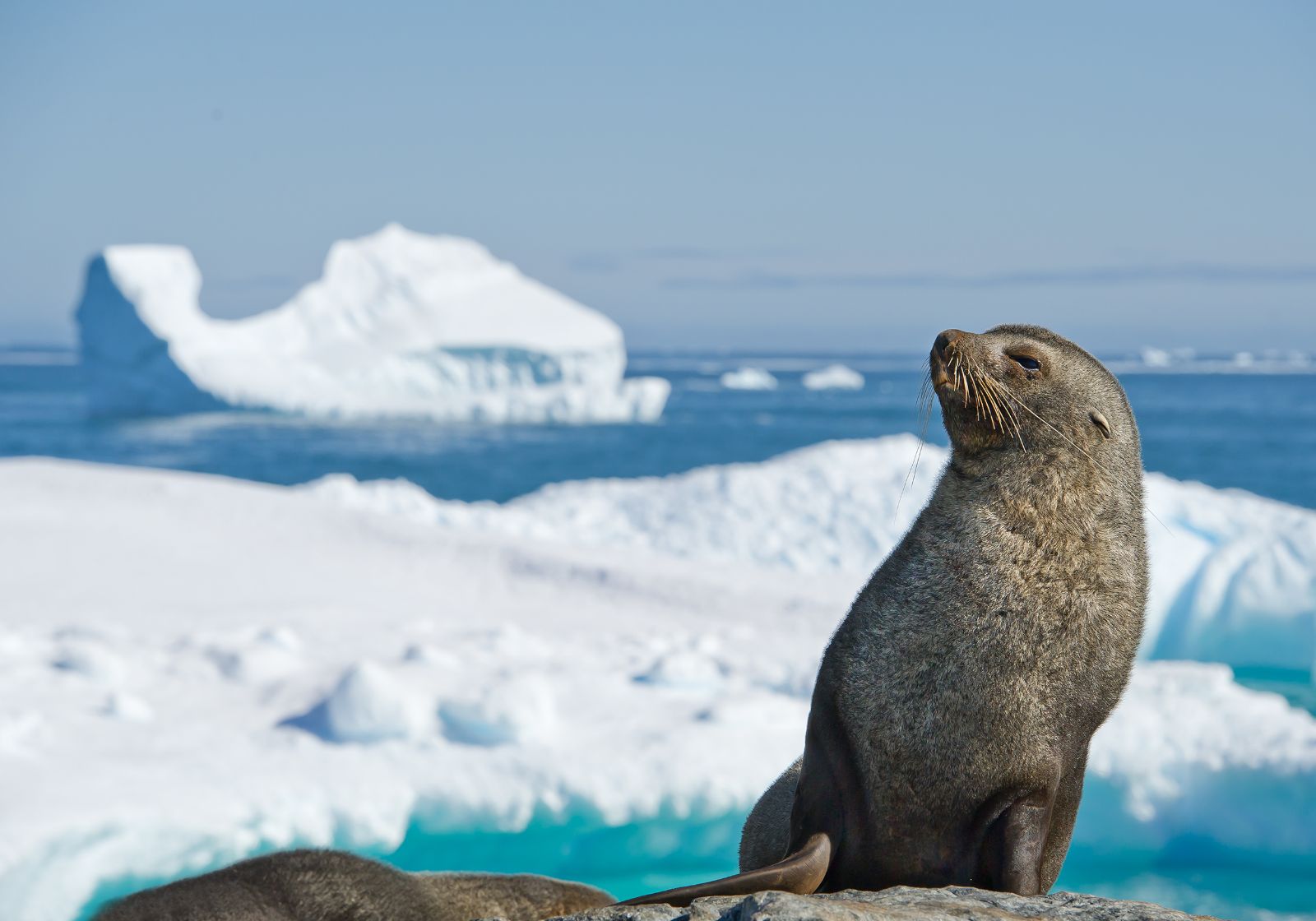A seal spotted during an Antarctic expedition