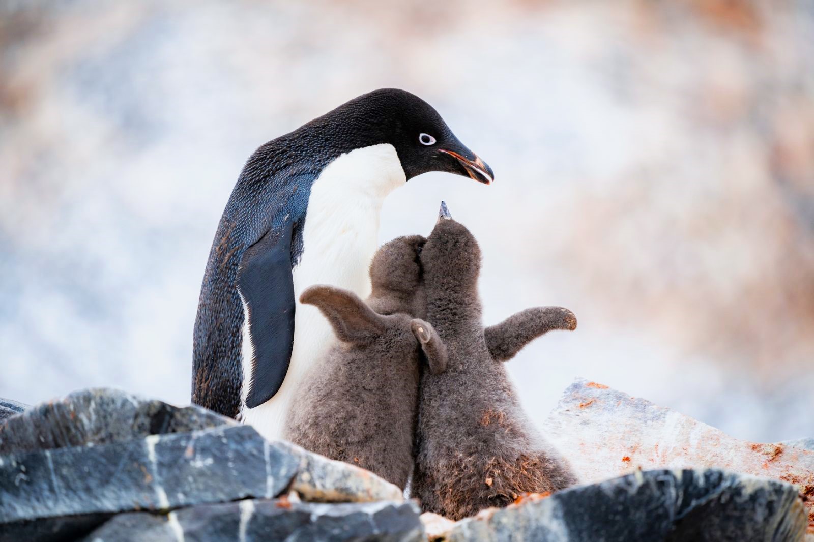A parent penguin feeding its chicks in Antarctica