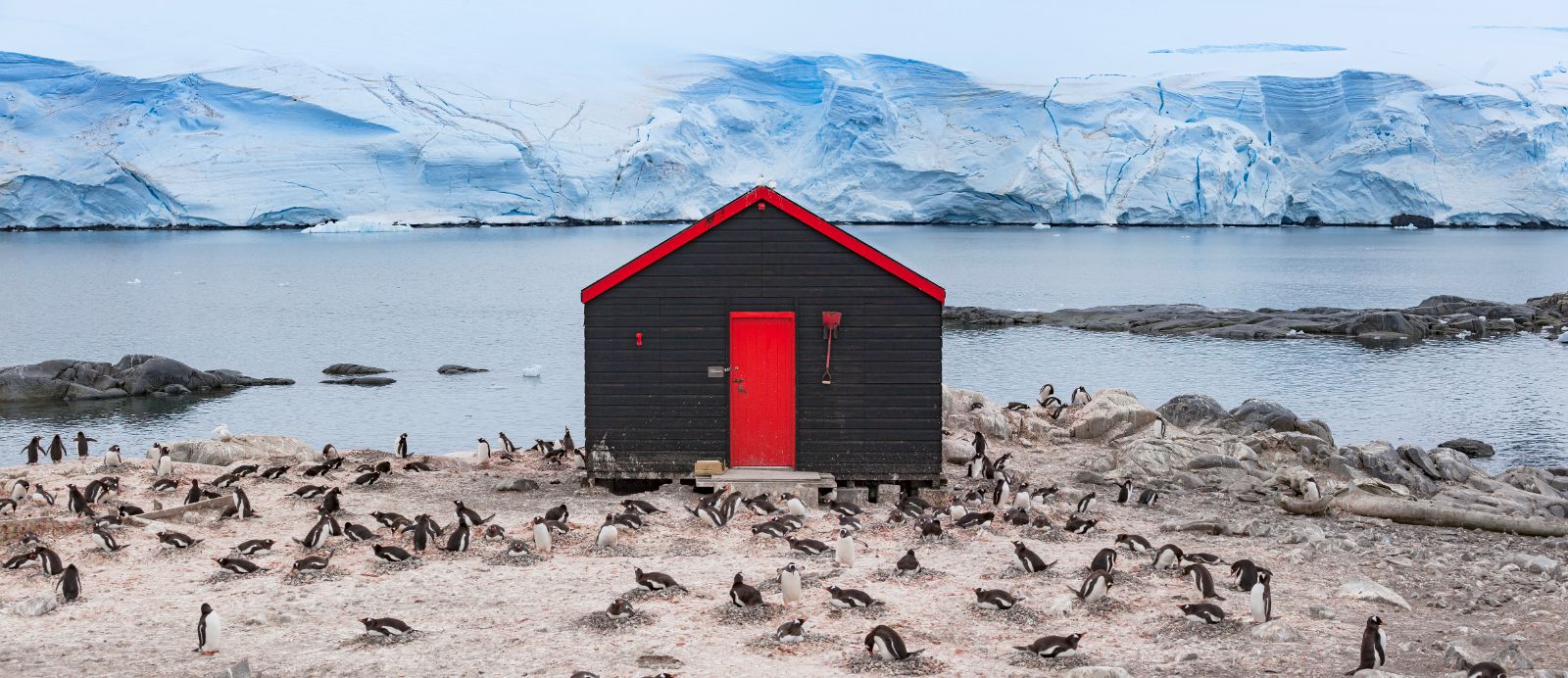A cabin at Port Lockroy surrounded by penguins in Antarctica