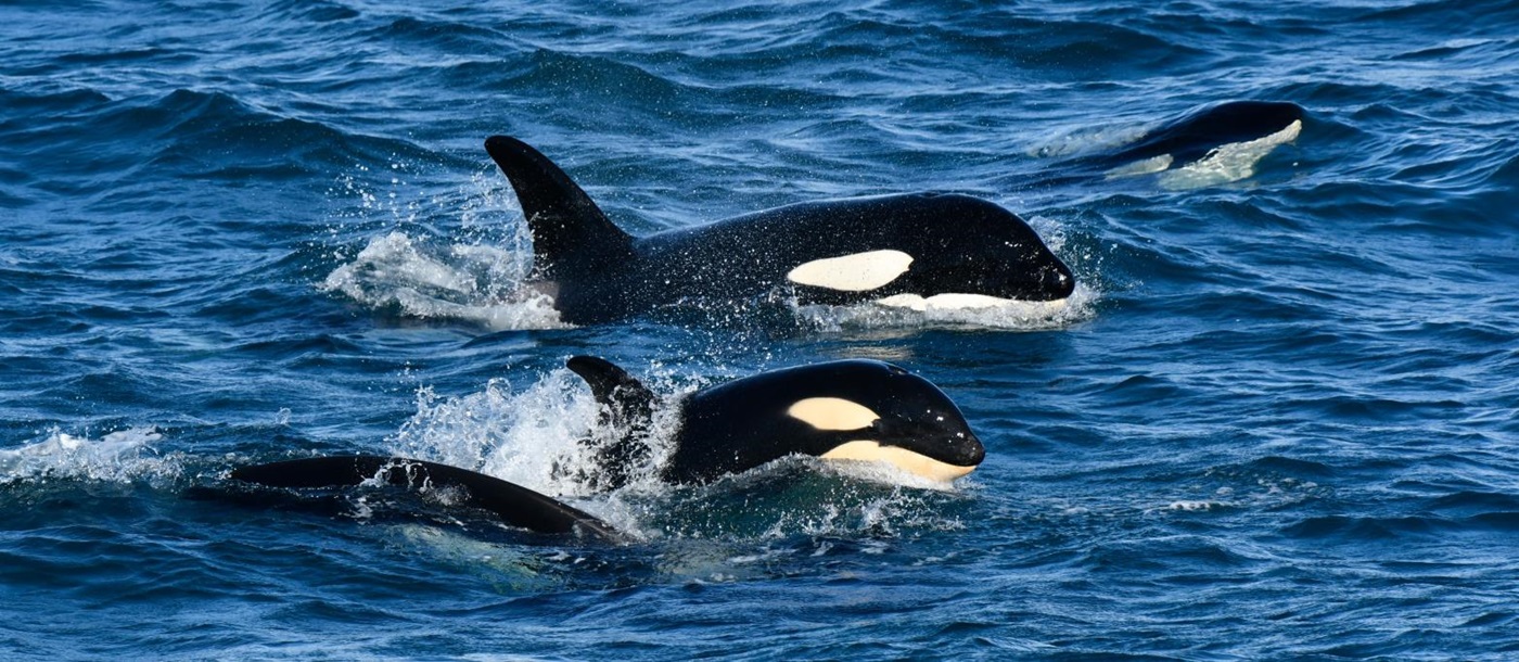 Orcas diving through Arctic waters near Greenland