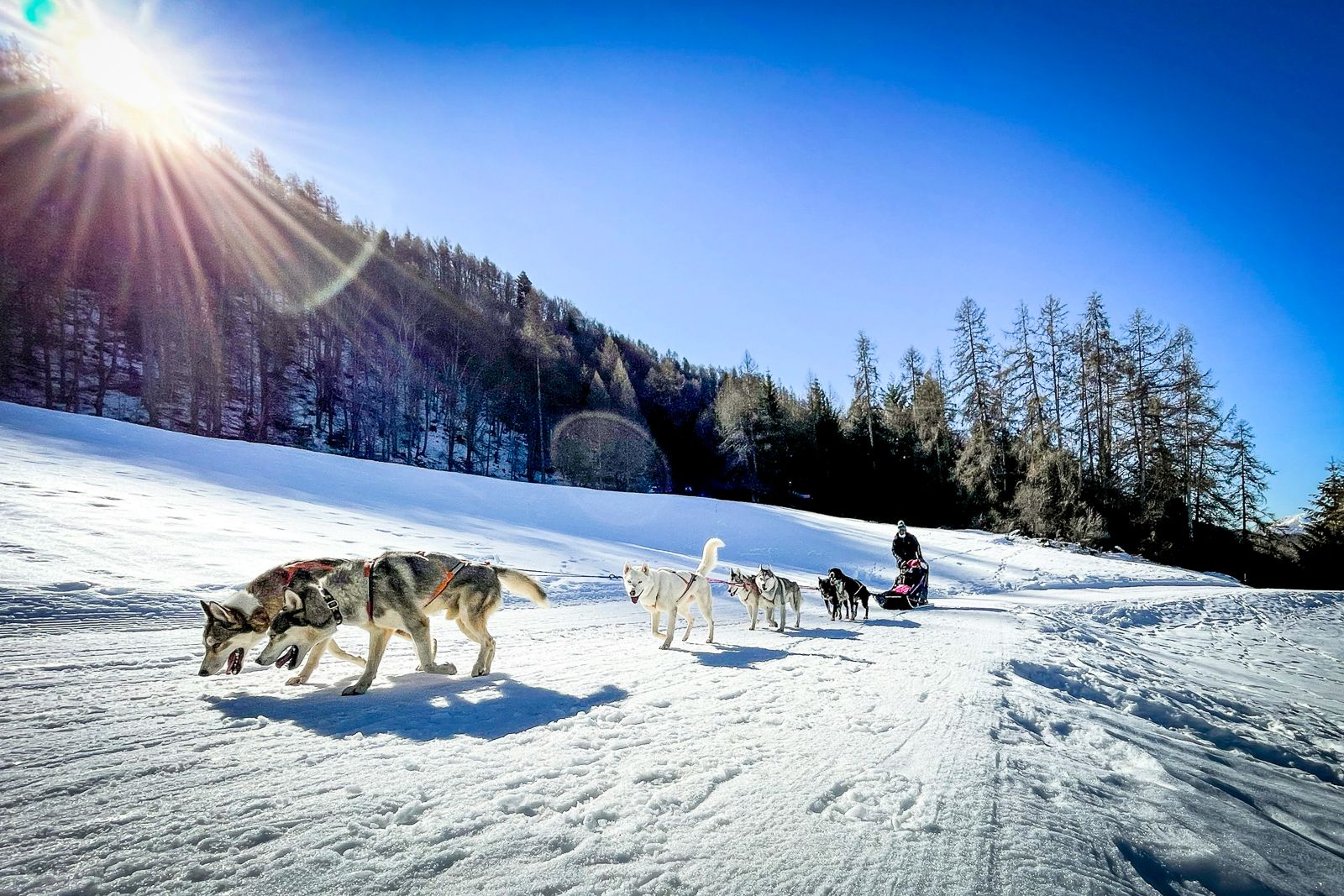 Dog sledding on the snow in the Arctic