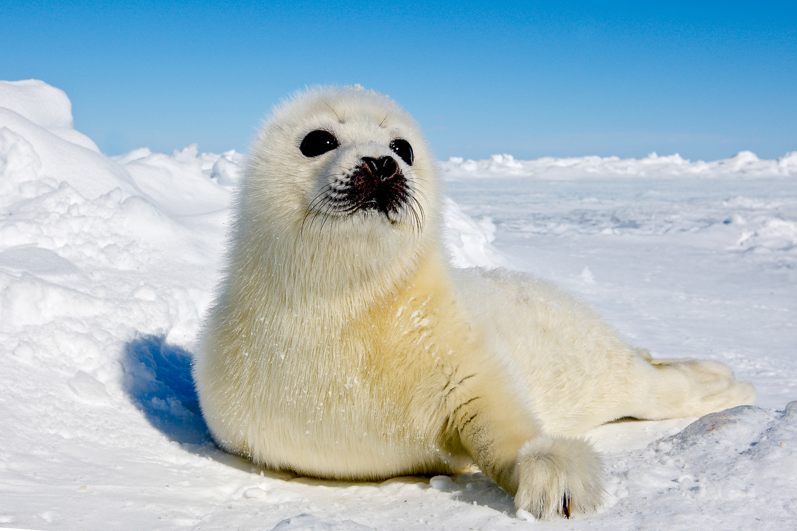 A harp seal spotted on Arctic pack-ice