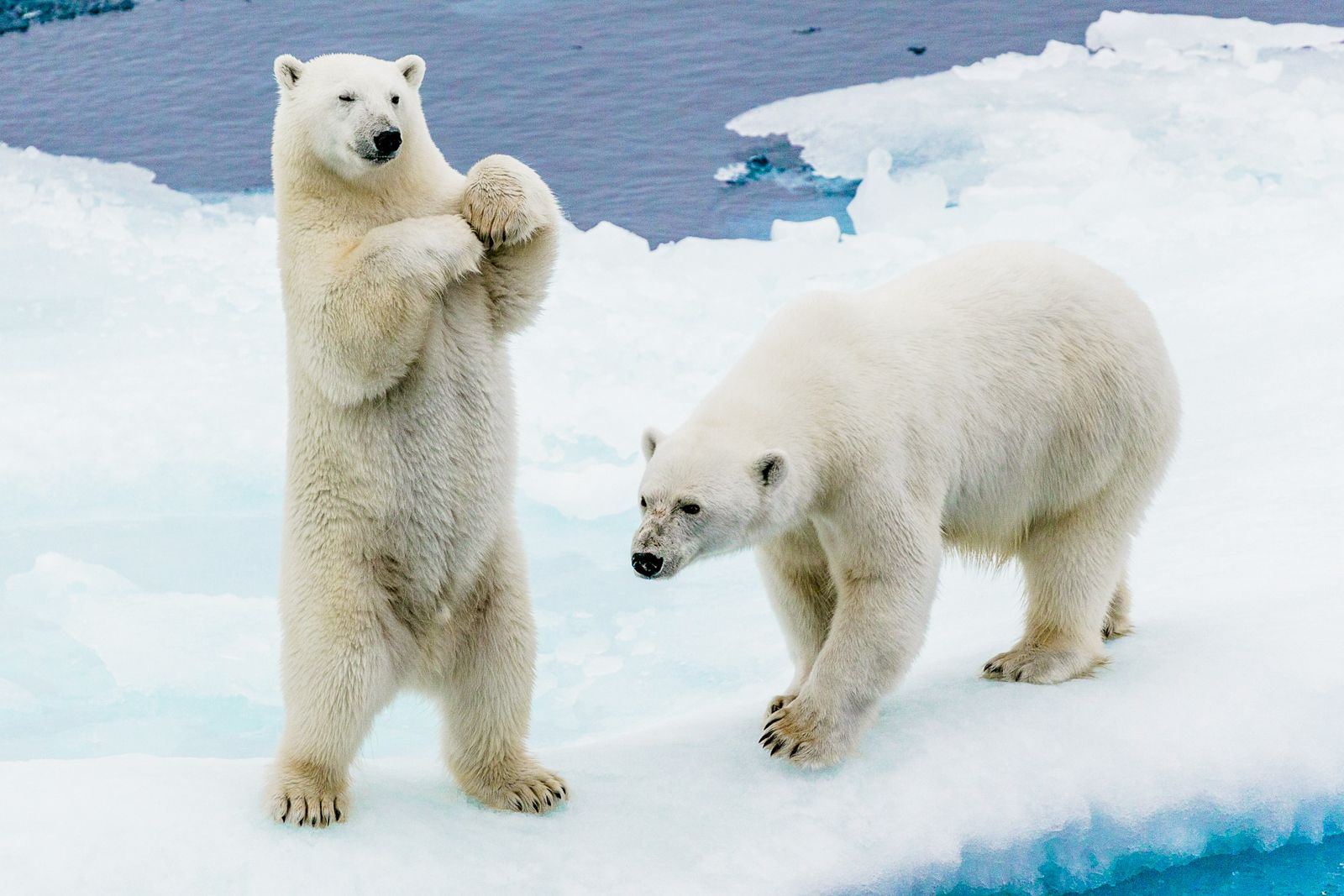 Two polar bears on an ice floe in the Arctic