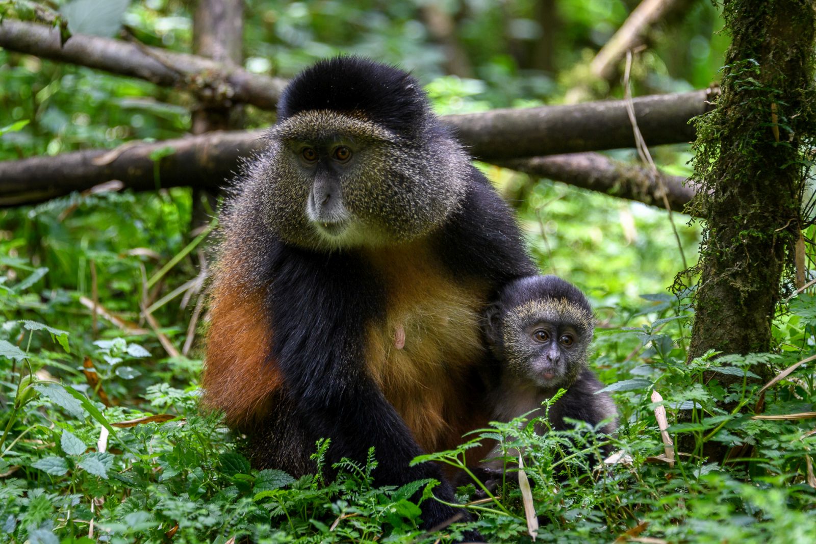A monkey and baby monkey sitting in a tree at Bisate Lodge in Rwanda