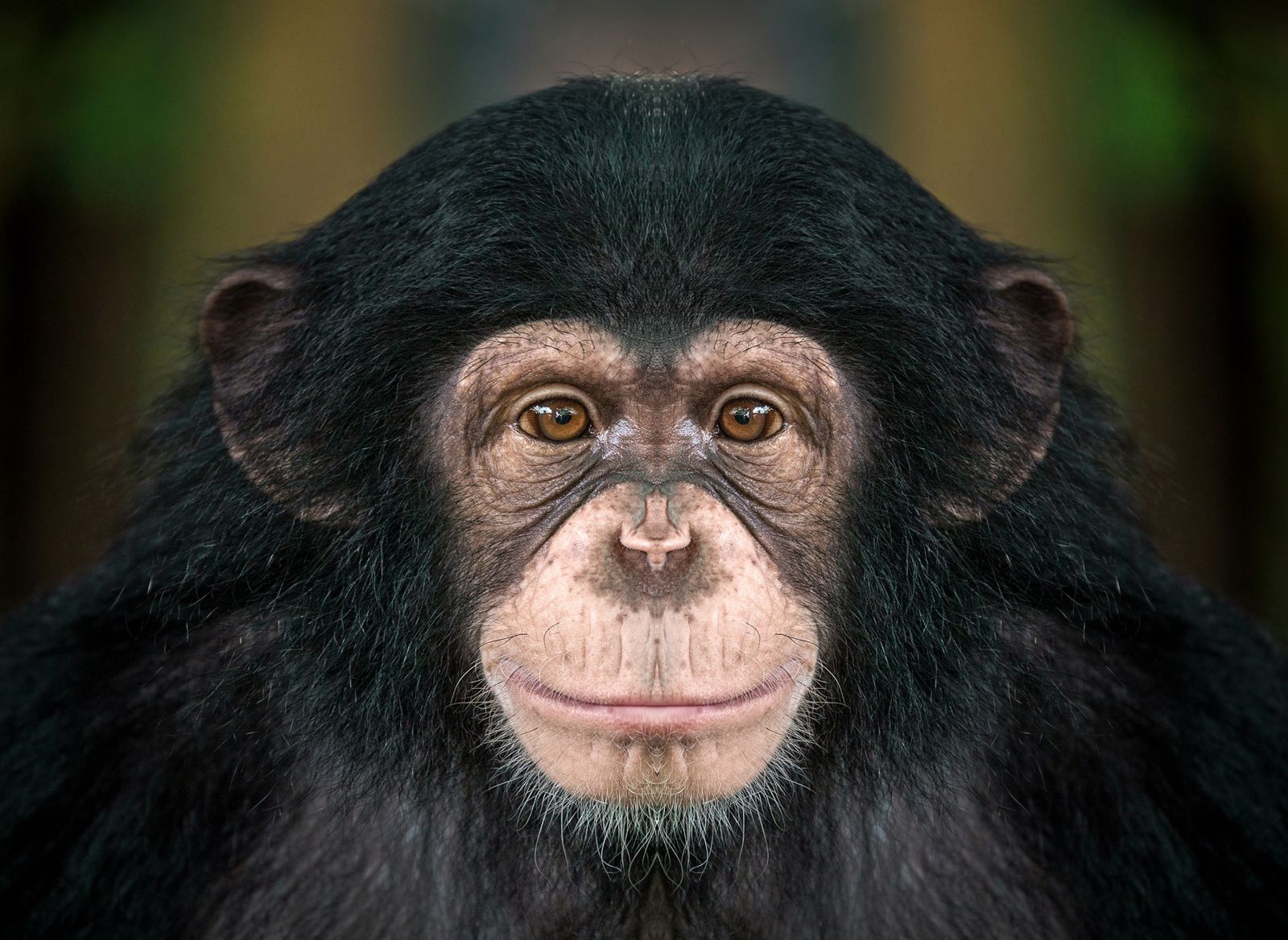 The face of a chimpanzee looking straight at the camera 