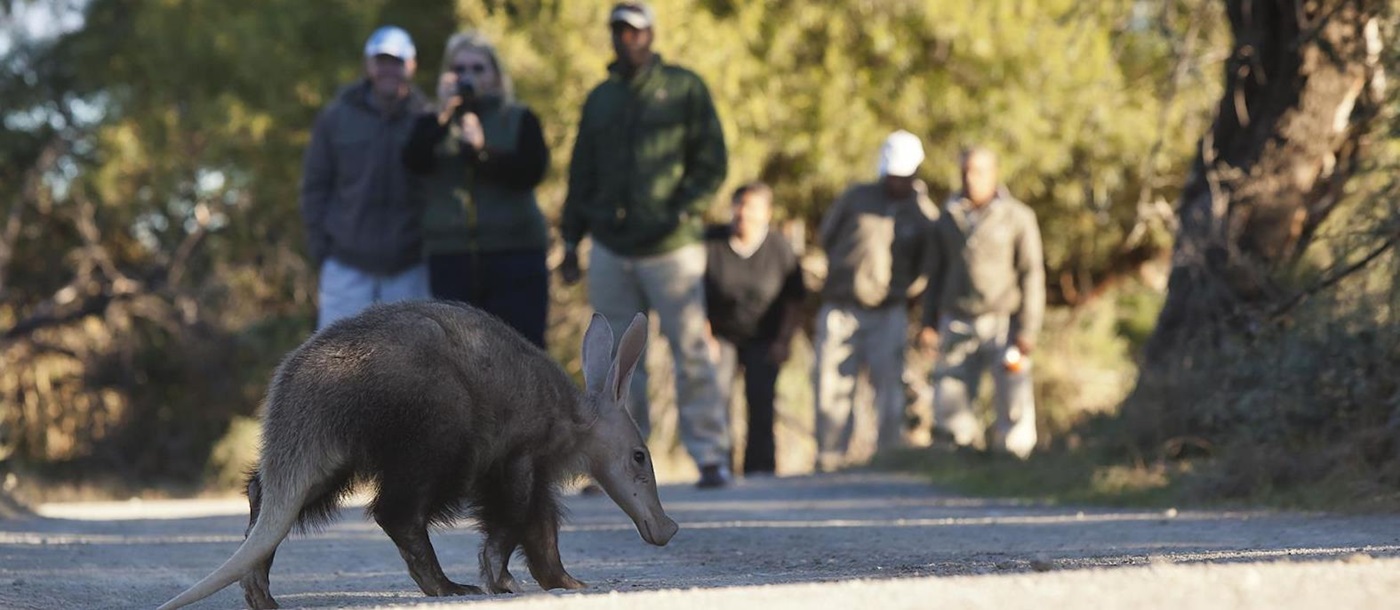 Guests on a guided safari walk, viewing an aardvark during a stay at luxury safari lodge, Samara Karoo in South Africa.