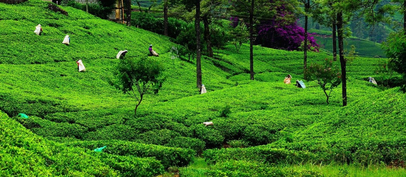 Plantation workers in the rolling hills of Sri Lanka's tea country