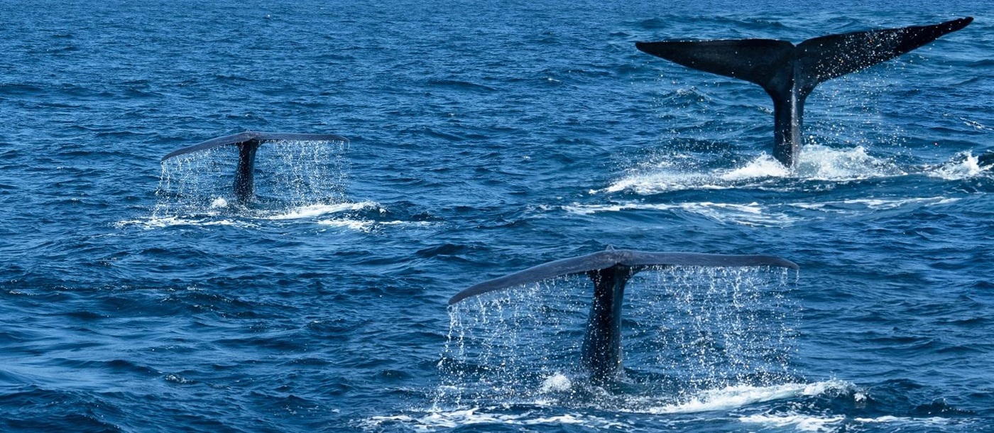 Whales off the coast of Mirissa in Sri Lanka