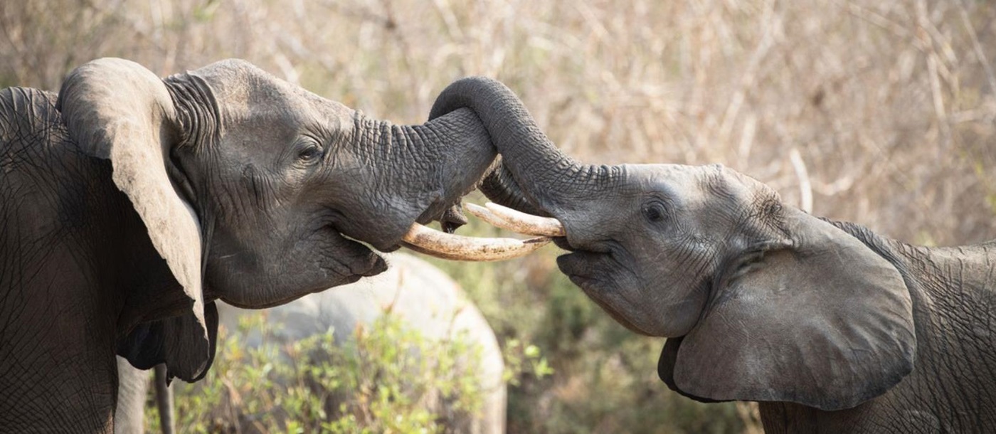 Elephants on the grounds of Ikuka Lodge in Tanzania