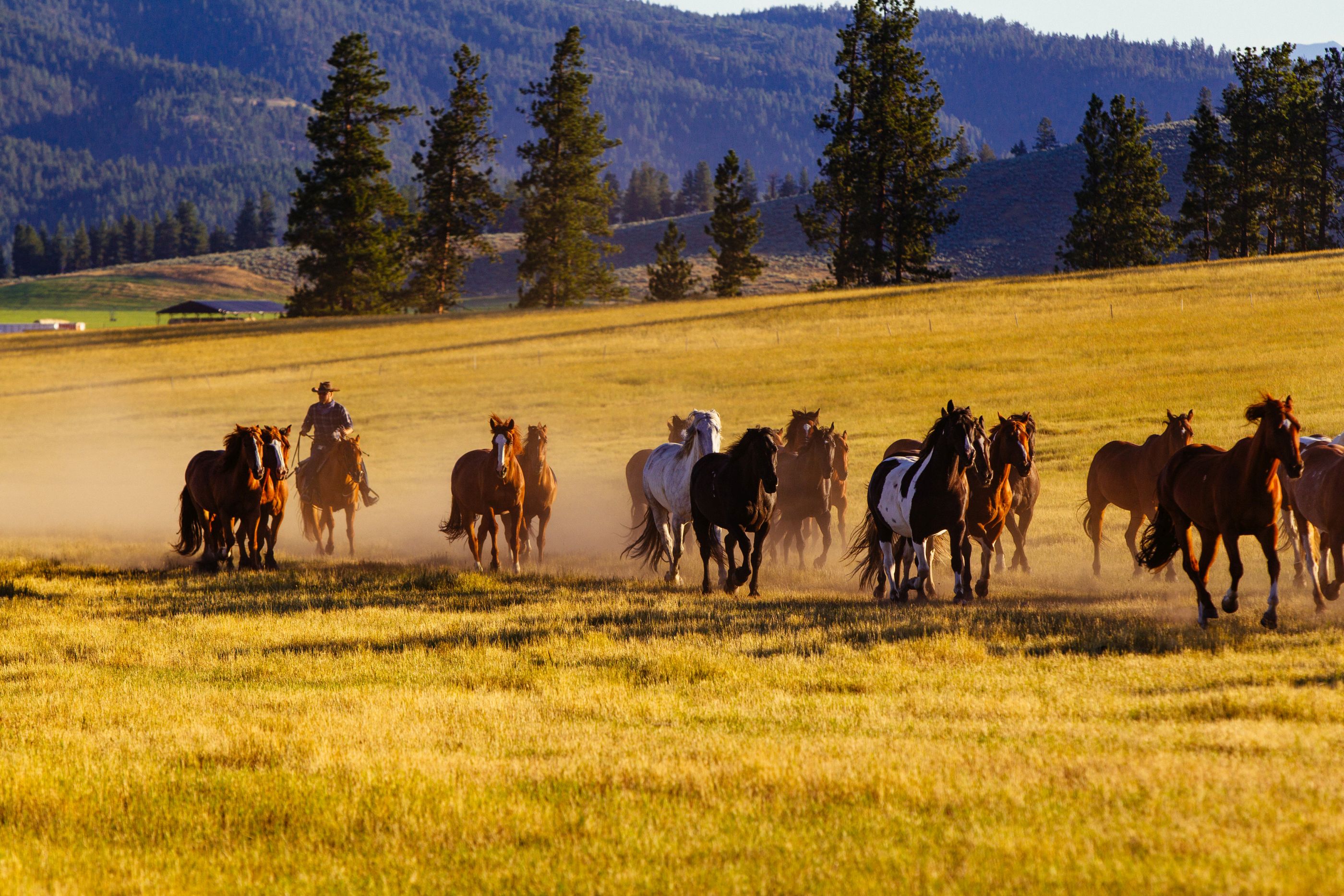 A cowboy herding horses near Paws Up Ranch, USA
