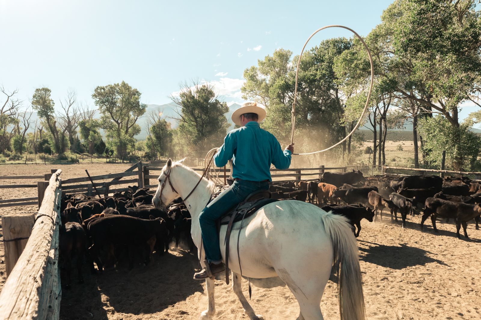 Cowboy lassoing at Zapata Ranch in Colorado USA
