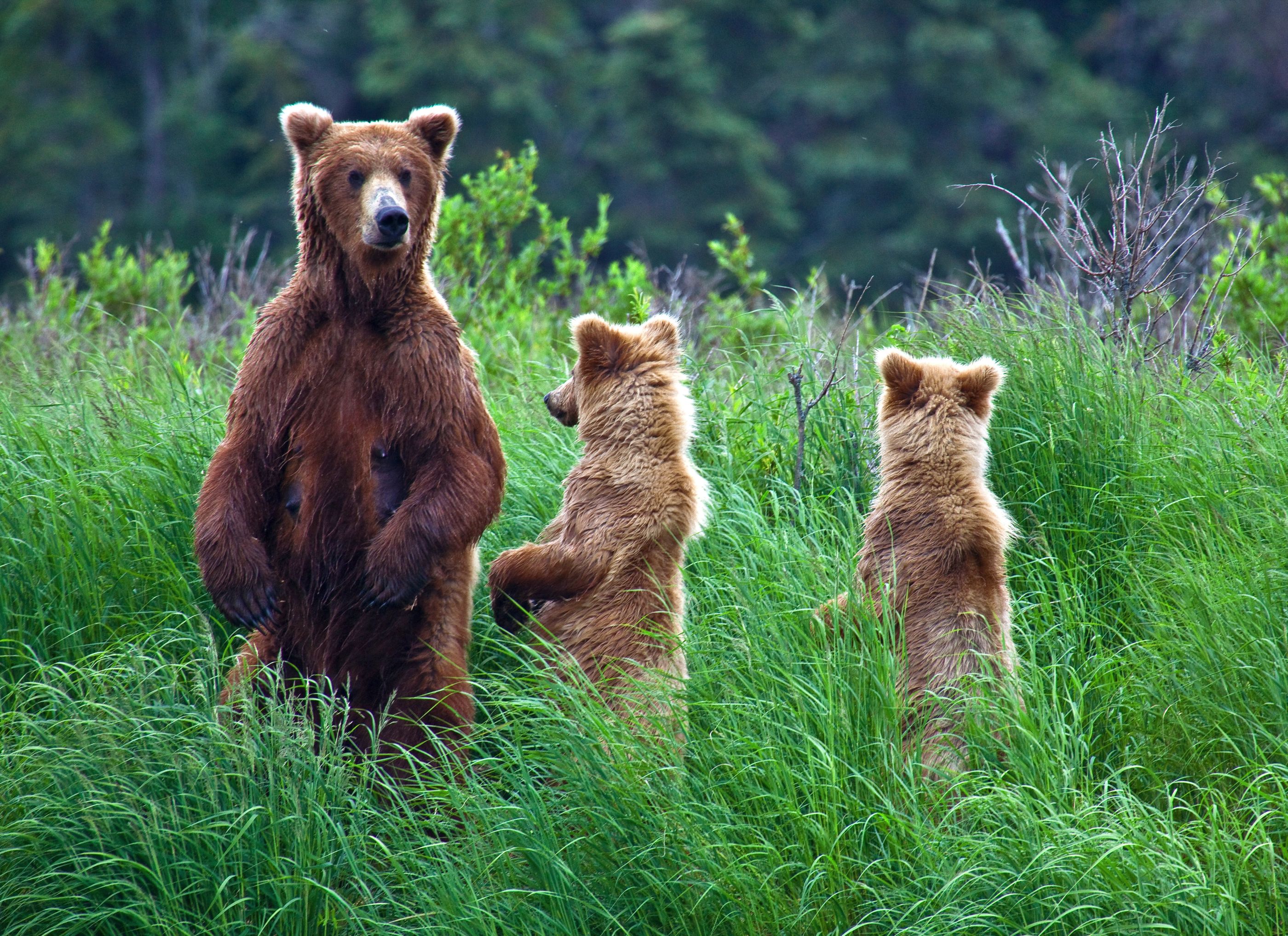 Bear family standing in high grass, USA