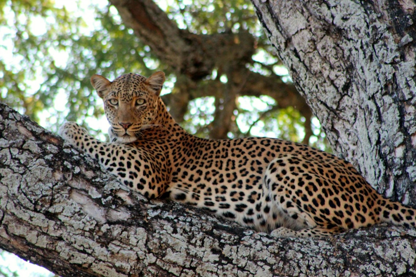 Leopard seen on the grounds at Anabezi camp in the Lower Zambezi, Zambia