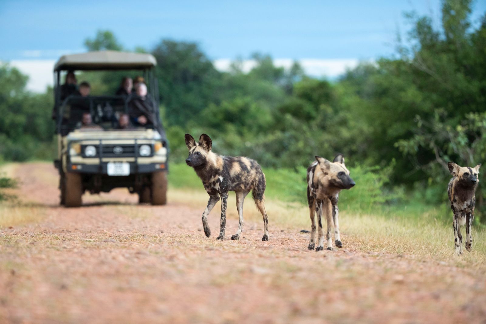Wild dog sighting during a game drive at luxury safari camp Luwi Bush Camp in Zambia