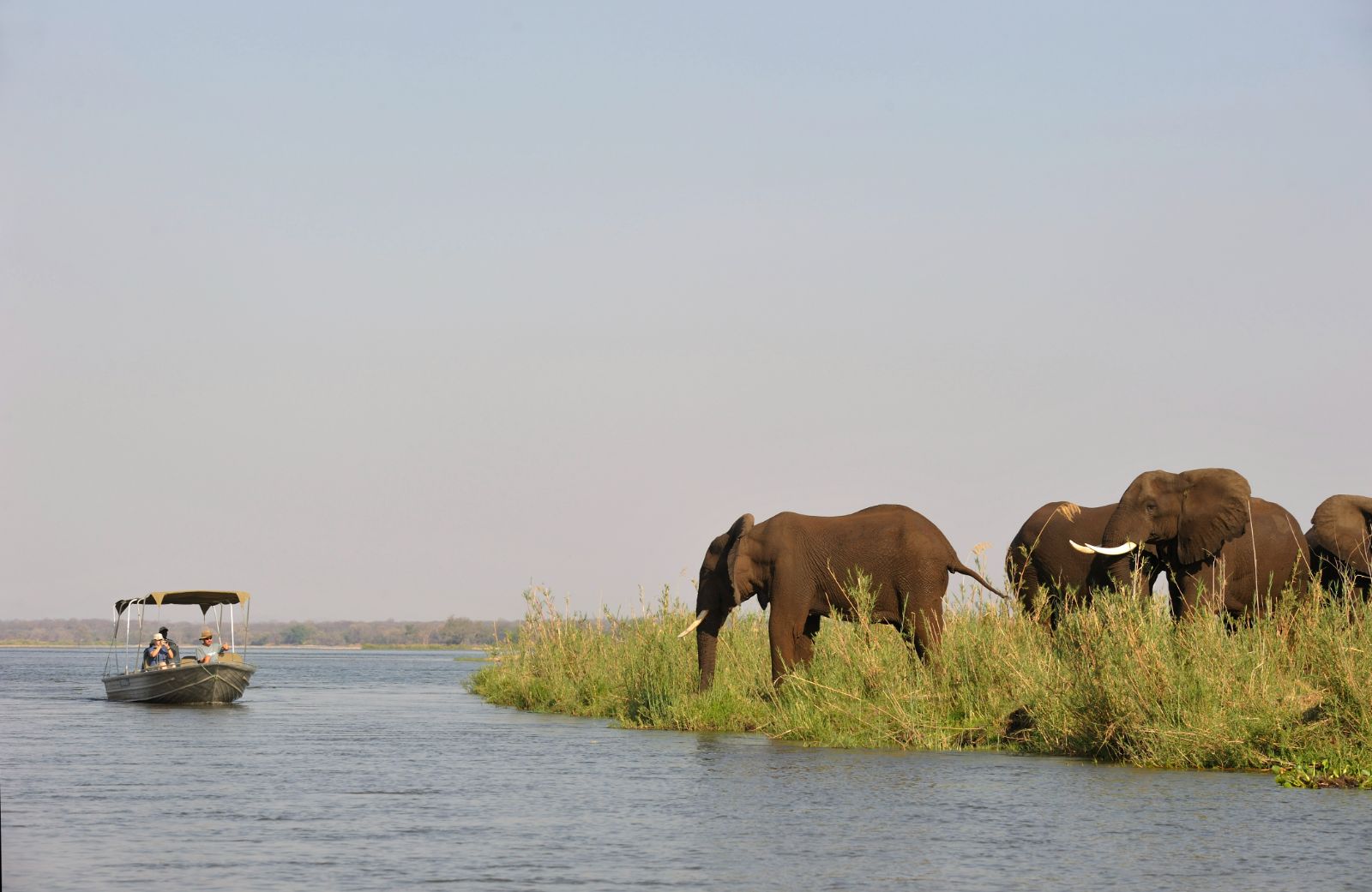 Elephants spotted on a river safari on the grounds of Old Mondoro in the Lower Zambezi National Park