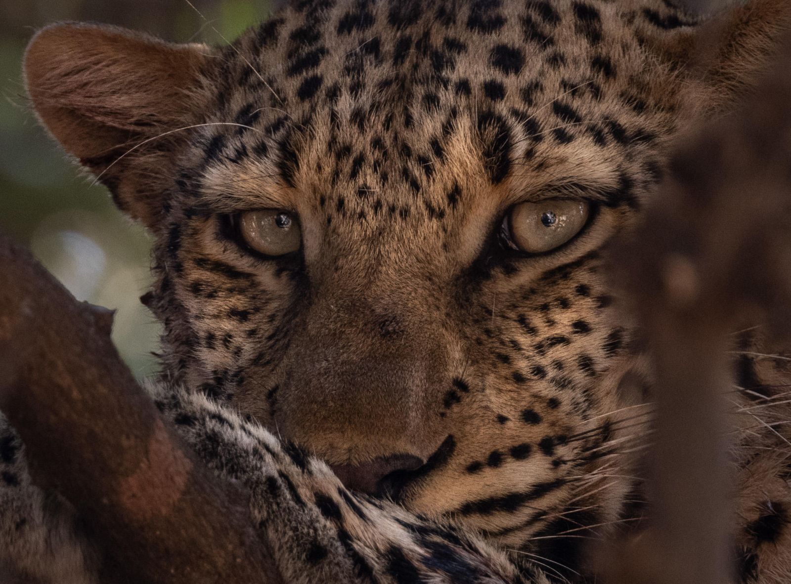A leopard on the grounds of Sungani camp in the South Luangwa National Park